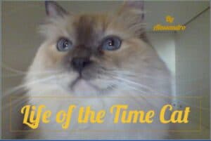 Life of the Time Cat Cover